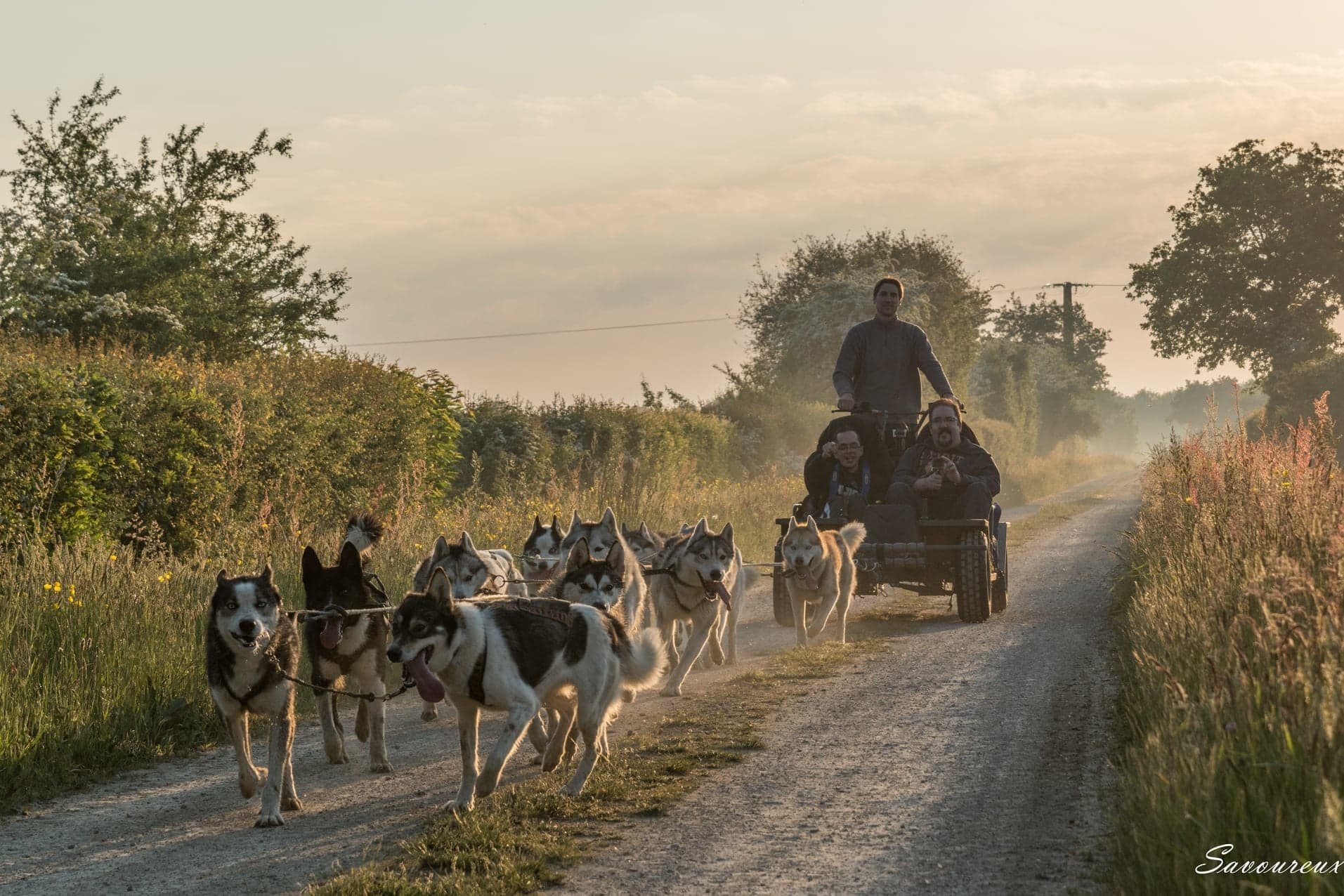 Attelage de huskies de Husky d'Anjou tirant un kart sur un chemin de campagne, au soleil couchant