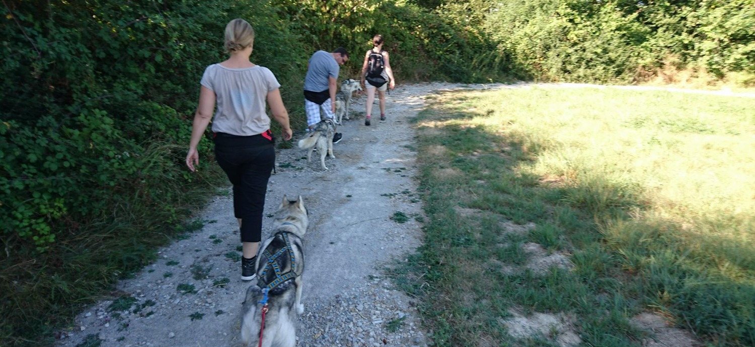Cani-rando avec les huskies de Husky d’Anjou