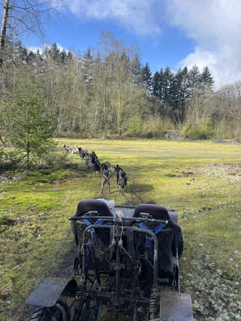 Attelage de huskies dans le pré